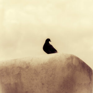 Red Bird