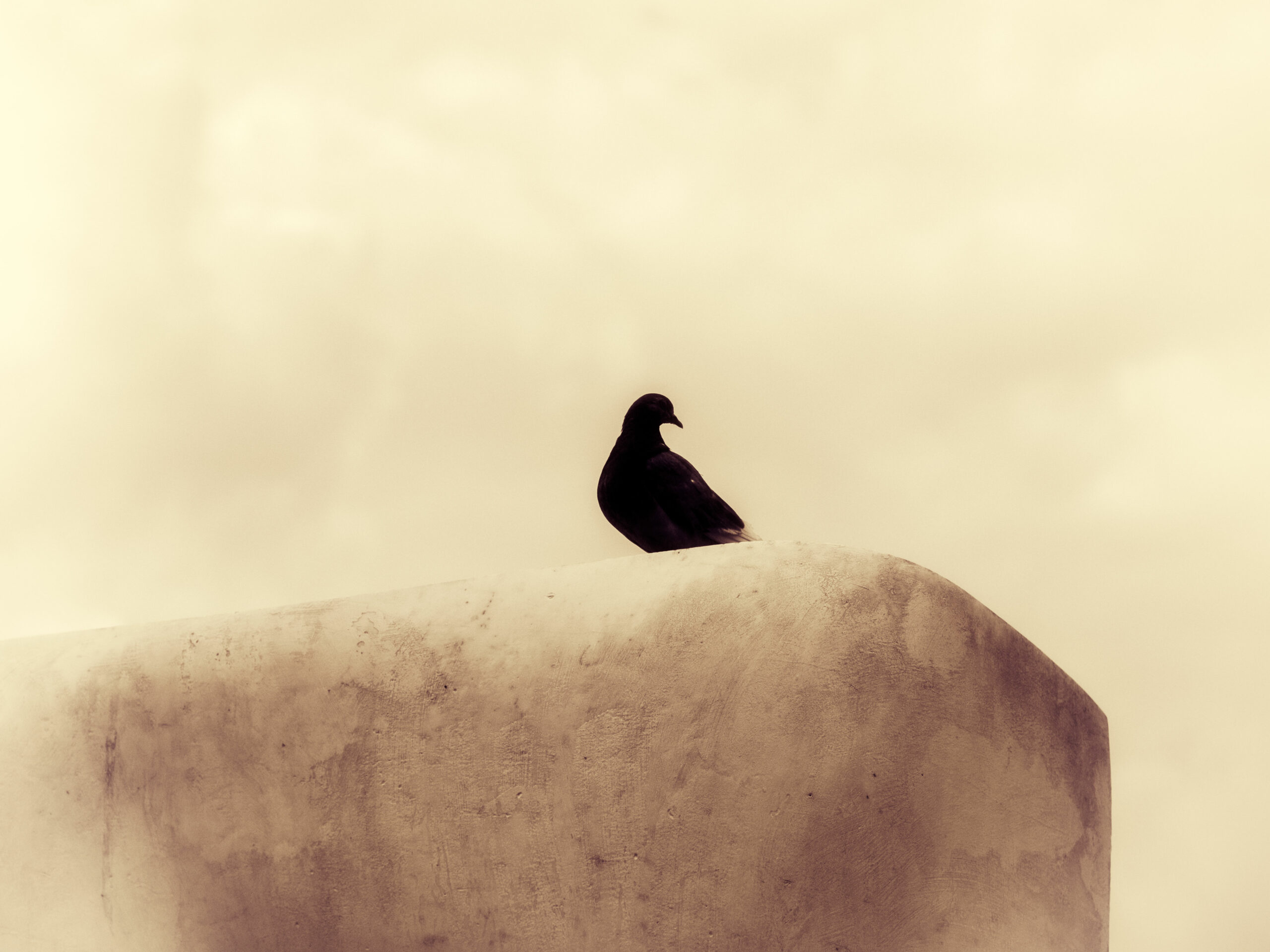 Red Bird