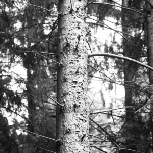 The crying tree