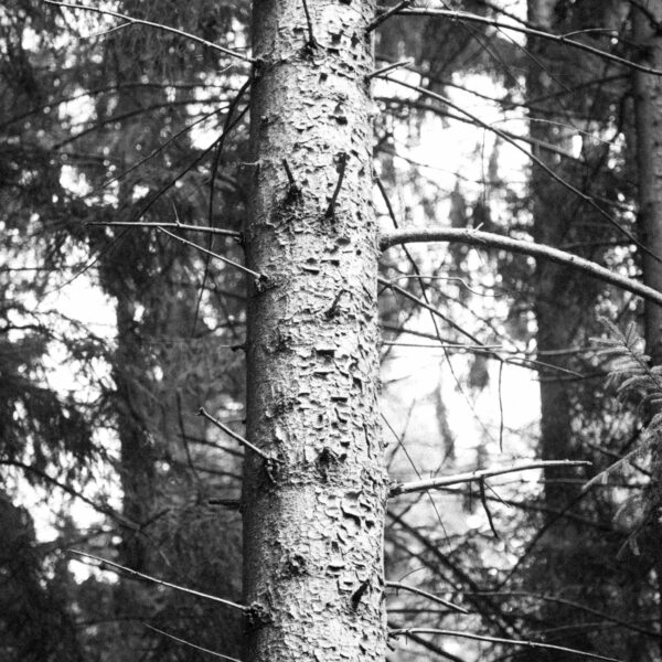 The crying tree
